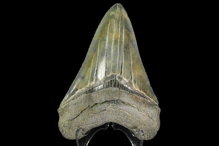 Serrated, Fossil Megalodon Tooth - Georgia #142351